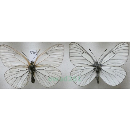 Aporia crataegi (Linnaeus, 1758) pair Niestrzęp głogowiec Poland53n